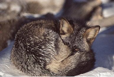 比R星先去佛州 《终极钓鱼模拟器》“佛罗里达”DLC正式发布